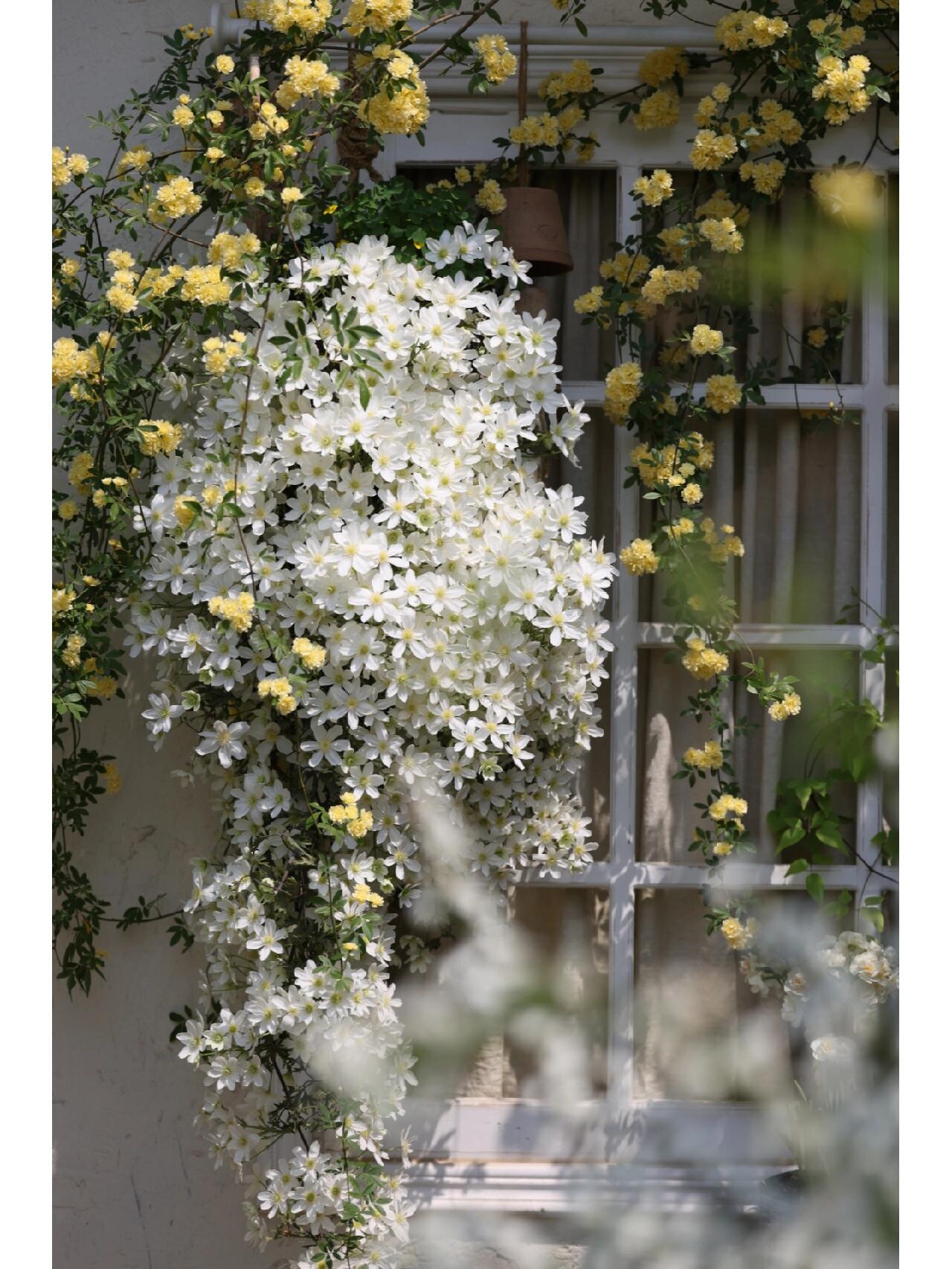 Clematis ‘’Avalanche|雪崩‘’