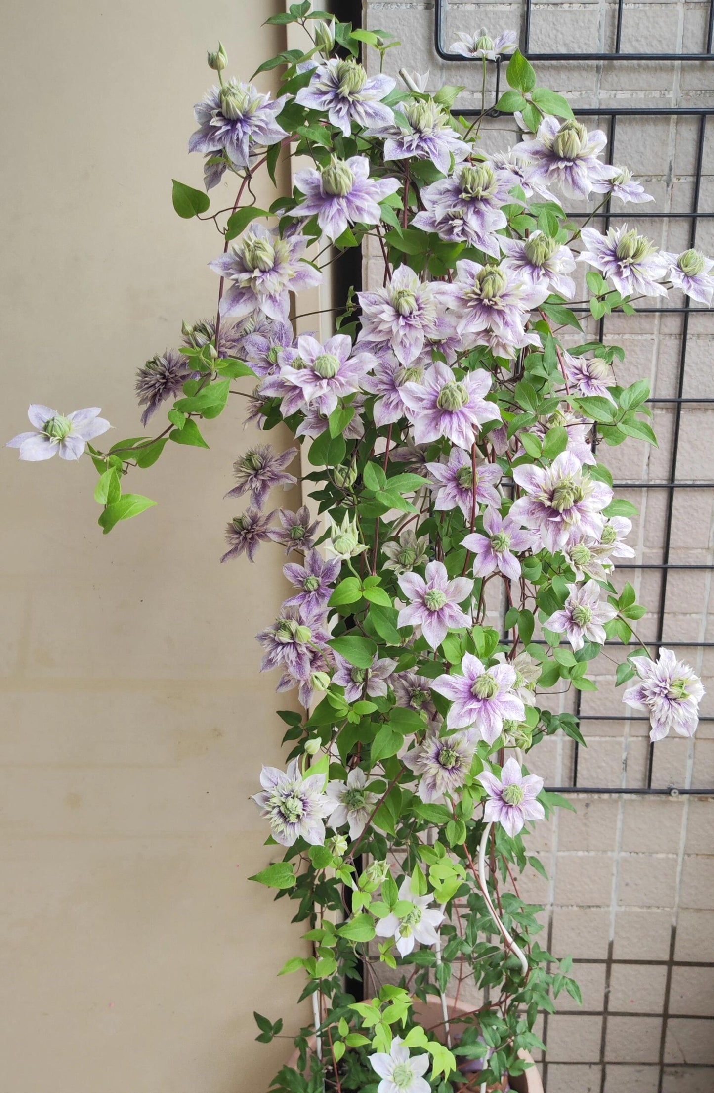 Clematis'' Minamonoyousei | みなもようせい| 水面妖精''