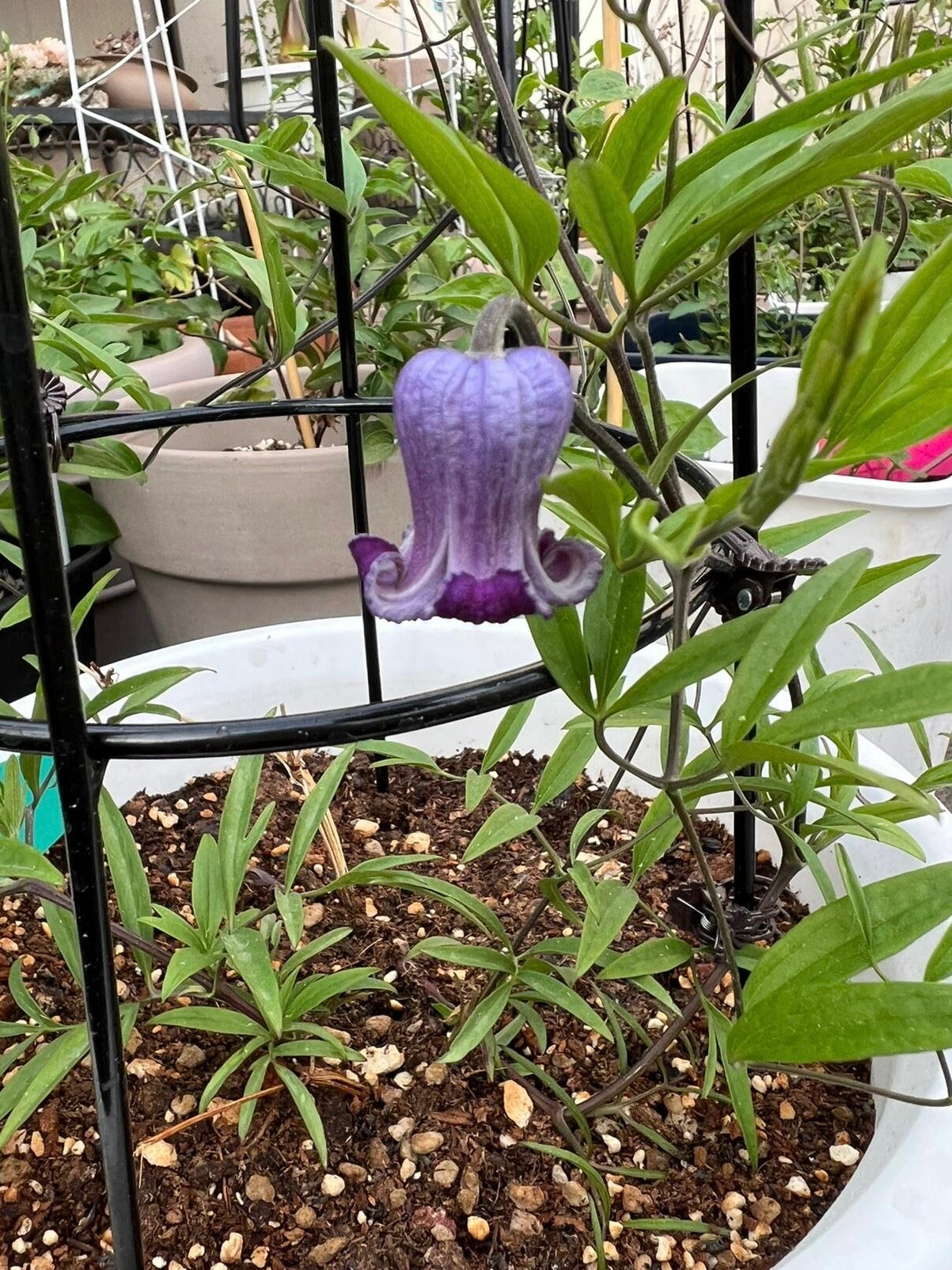 Rooguchi Clematis ‘’Sumire|堇‘’