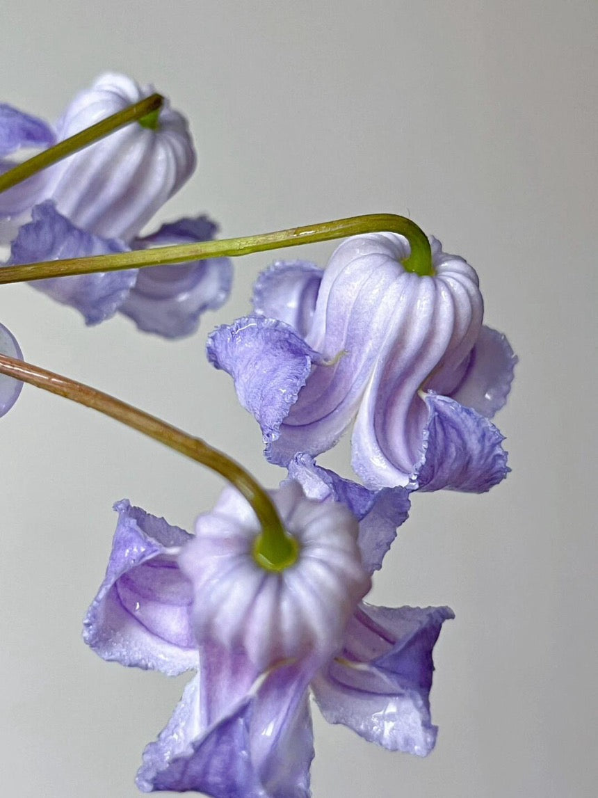 Blue Octopus Clematis ‘’クリスパ・エンジェル| Crispa Angel| 克里斯帕天使| タコクレマチス‘’