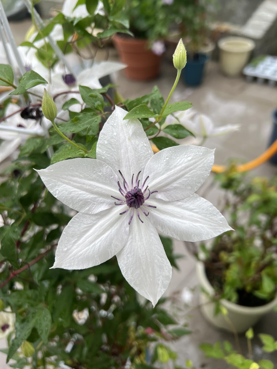 Rare Clematis ‘’Guizi|摫子‘’