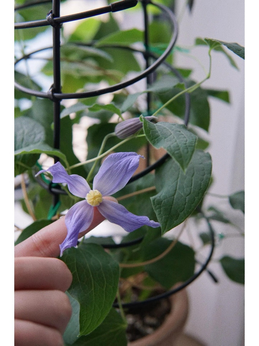 Clematis ‘’Milky Way|银河系‘’