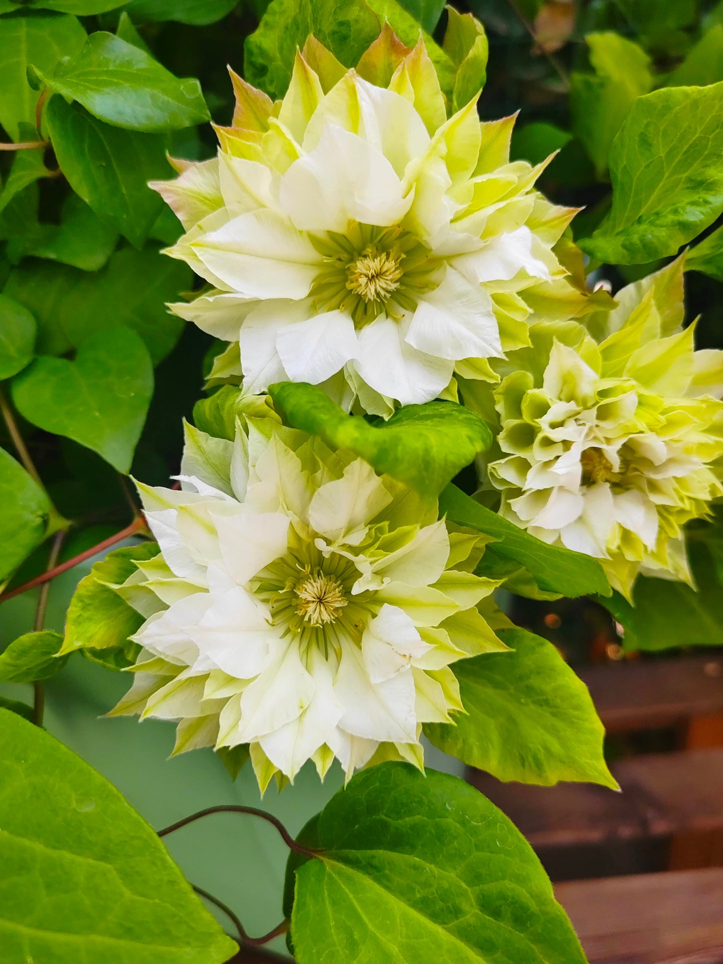 Clematis ‘’Midori |美登利 ‘’