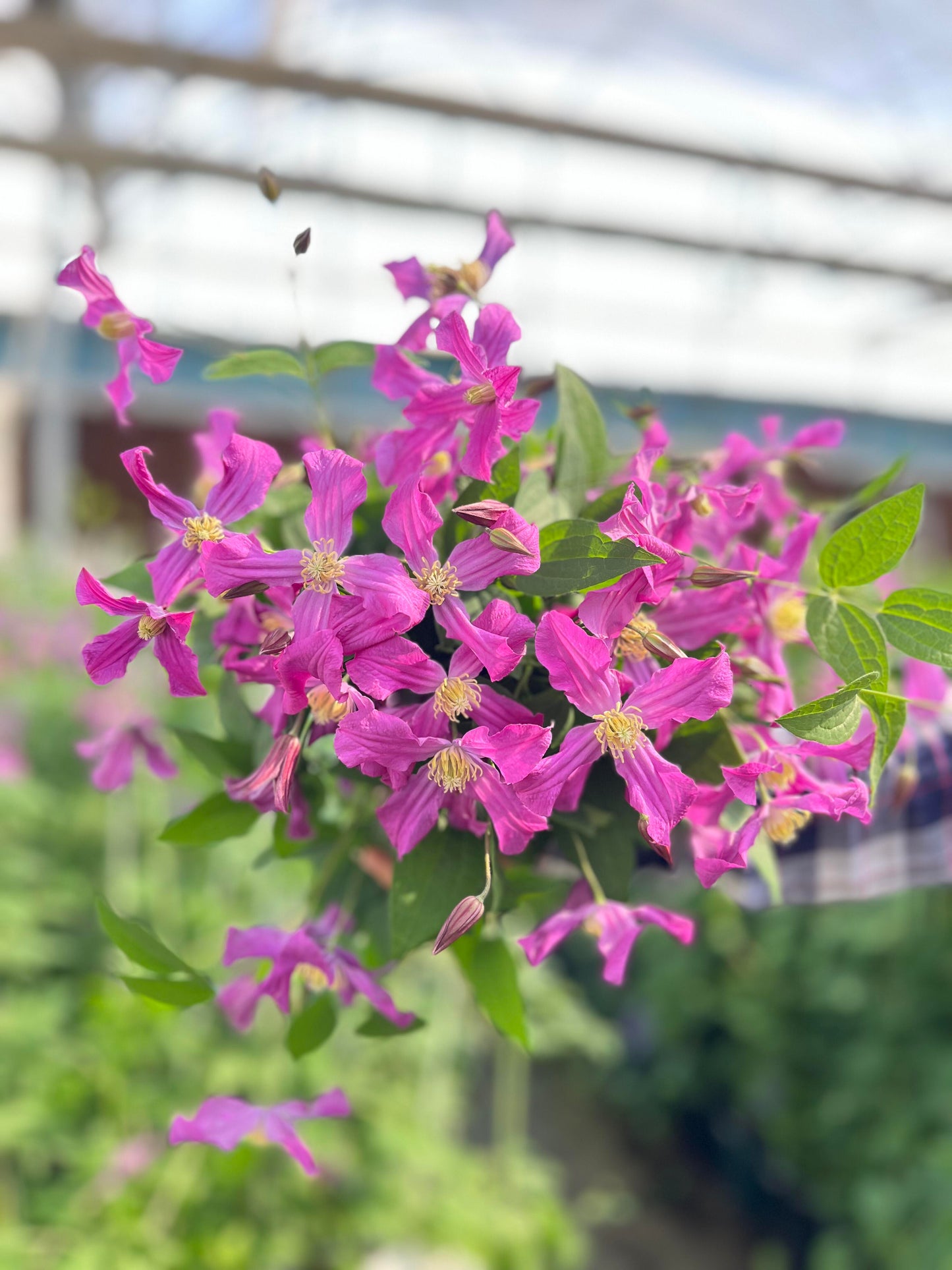 Clematis ‘’Inspiration|灵感‘’