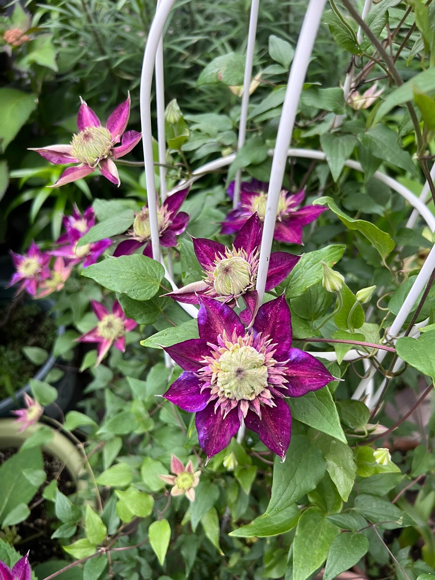 Clematis ''Shishimaru | ししまる| 紫子丸''