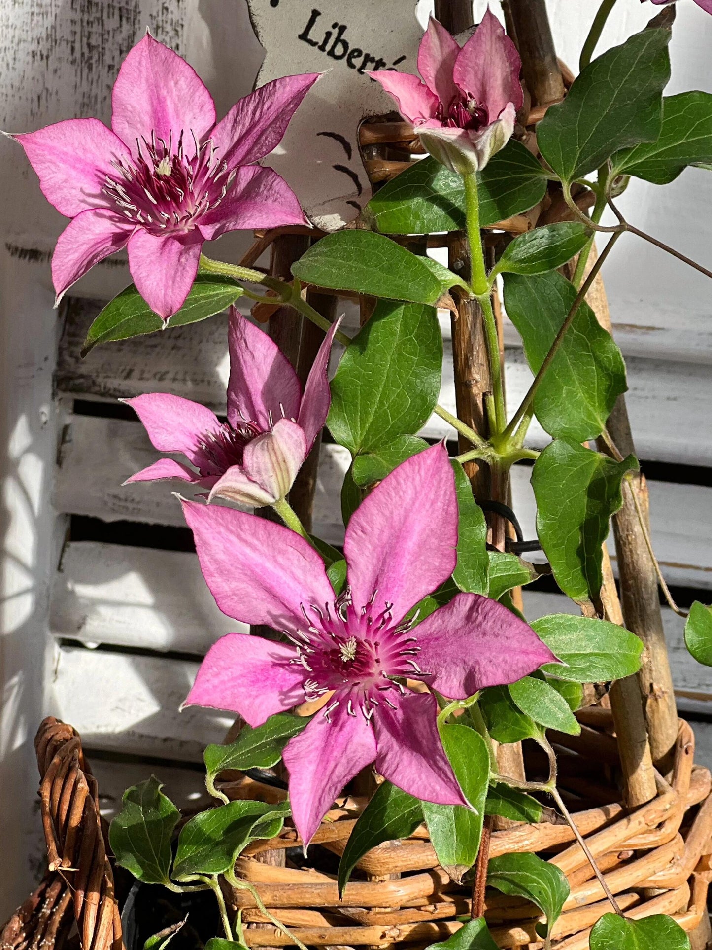 Clematis ''Giselle |吉赛尔''