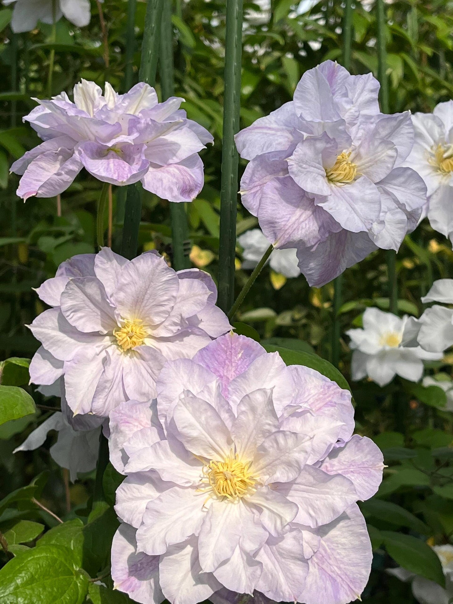 Clematis ‘’Veronica's choice|维罗妮卡的选择‘’