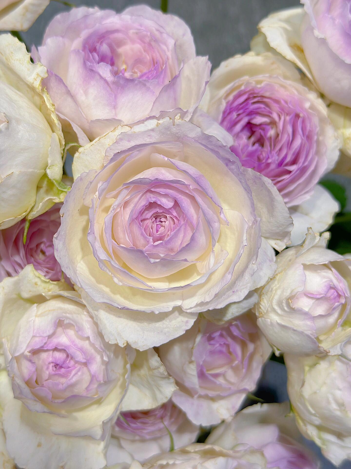 Rose【Vesalius】-1.5 Gal OwnRoot LivePlant|Prolific Bloomer|Abundant Blooms|Strong Fragrance|萨维里|Bun-shaped Petals|Tall Growth|Upright Habit