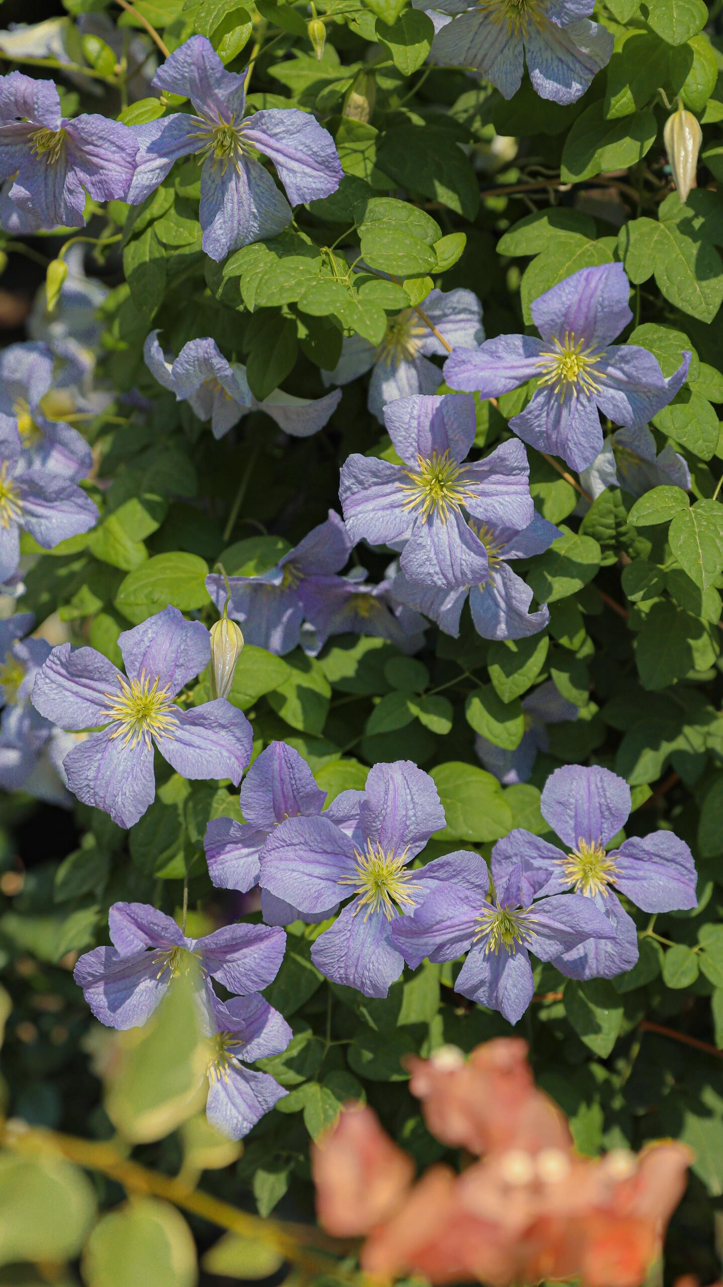 Clematis ‘’Emilia Plater|艾米丽花盘‘’