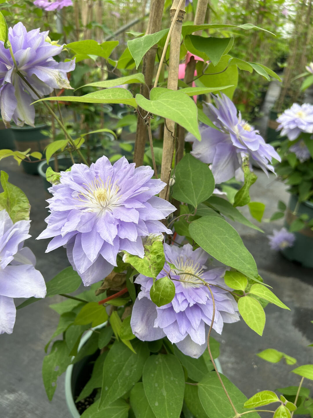 Clematis ‘’Diamond Bal| 钻石球‘’