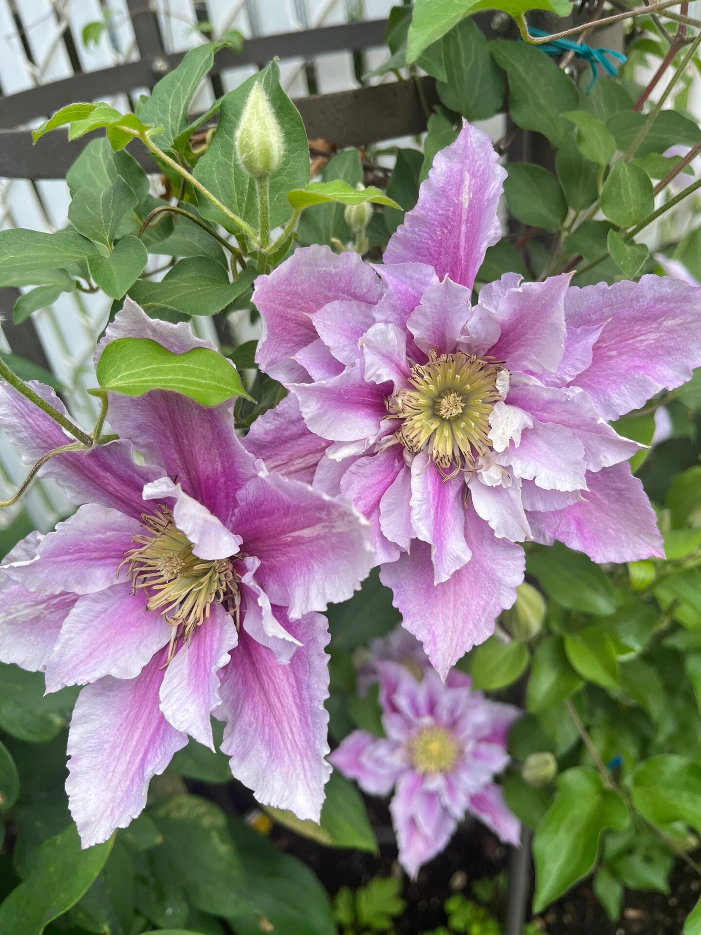 Clematis ‘’Piilu|小鸭‘’