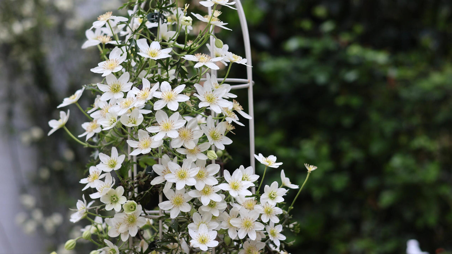 Clematis ‘’Joe|银币‘’