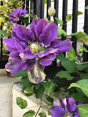 Clematis ‘’ShiShinDen|ししんでん | 紫宸殿‘’