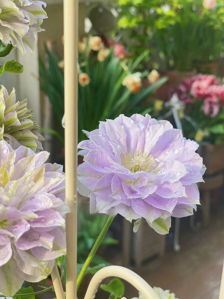 Clematis ''Ruriokoshi |ルリオコシ| 琉璃''