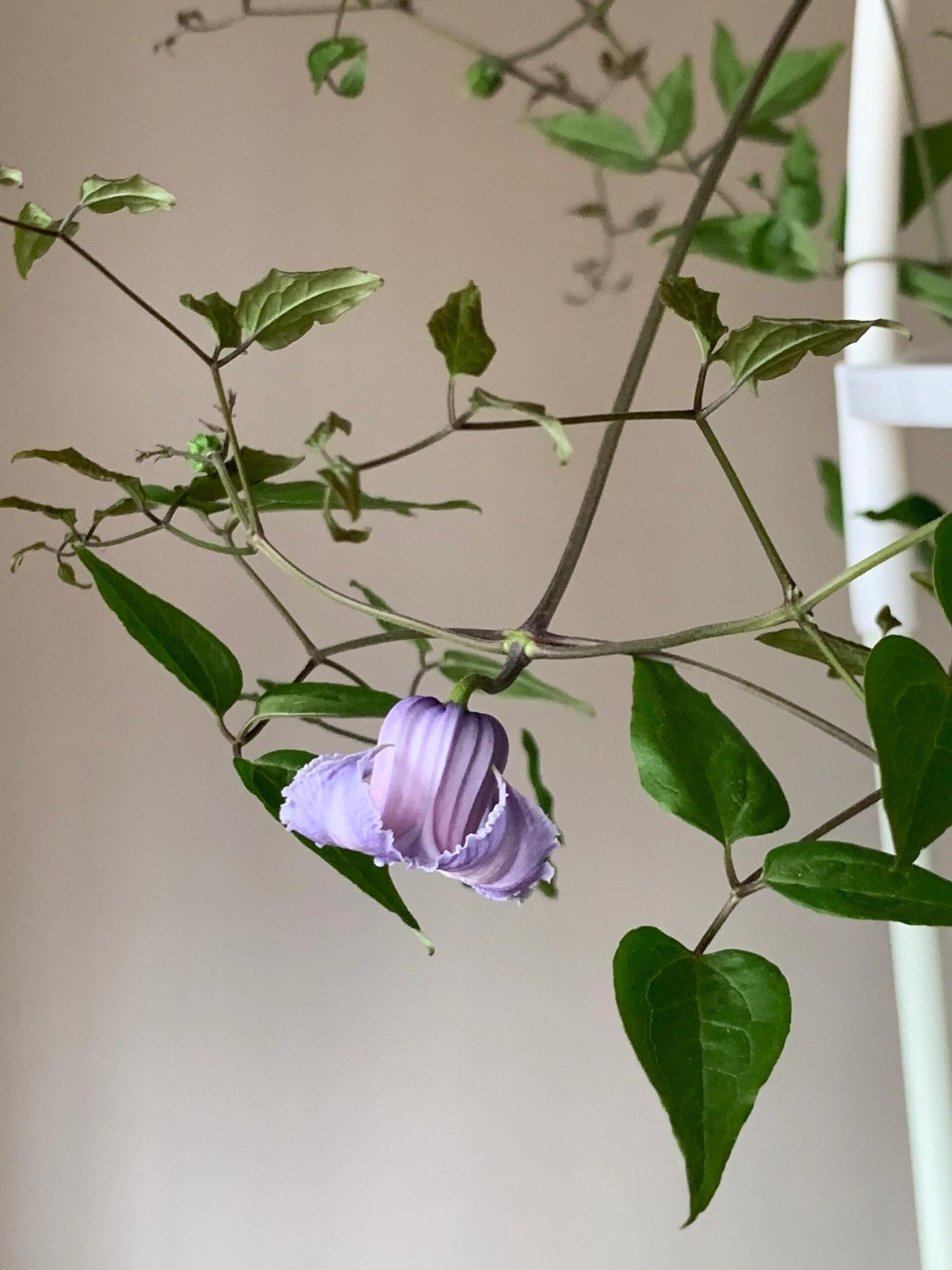 Blue Octopus Clematis ‘’クリスパ・エンジェル| Crispa Angel| 克里斯帕天使| タコクレマチス‘’