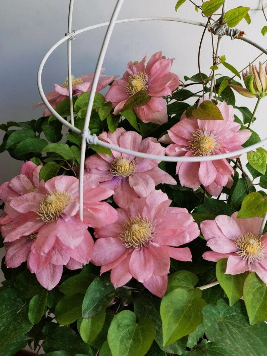 Clematis ‘’Little Mermaid | 小美人鱼‘’