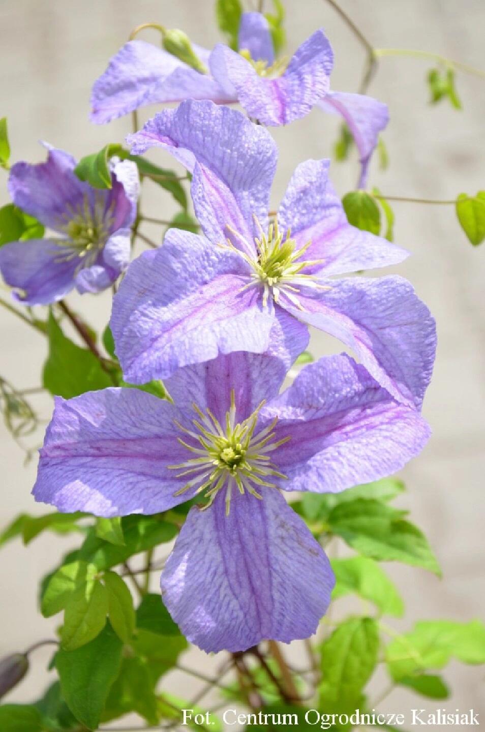 Clematis ‘’Emilia Plater|艾米丽花盘‘’
