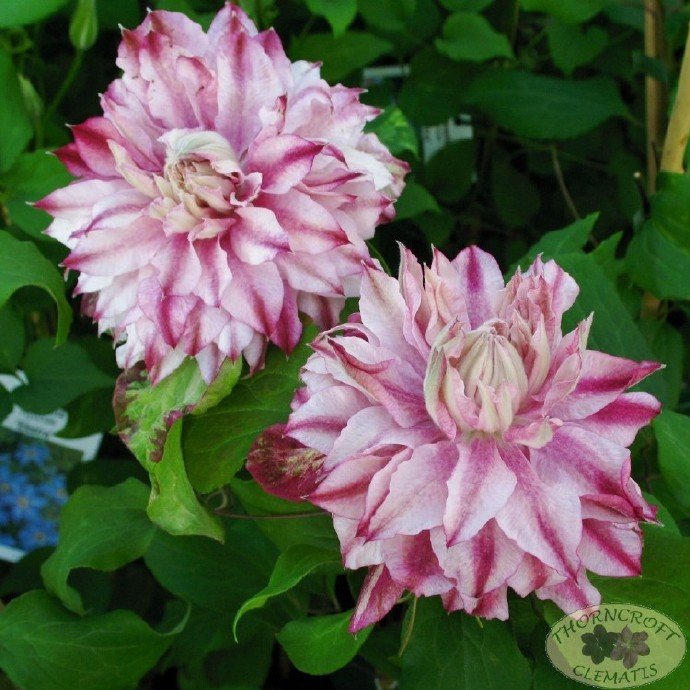 Clematis ‘’Patricia Ann Fretwel|帕特丽夏‘’