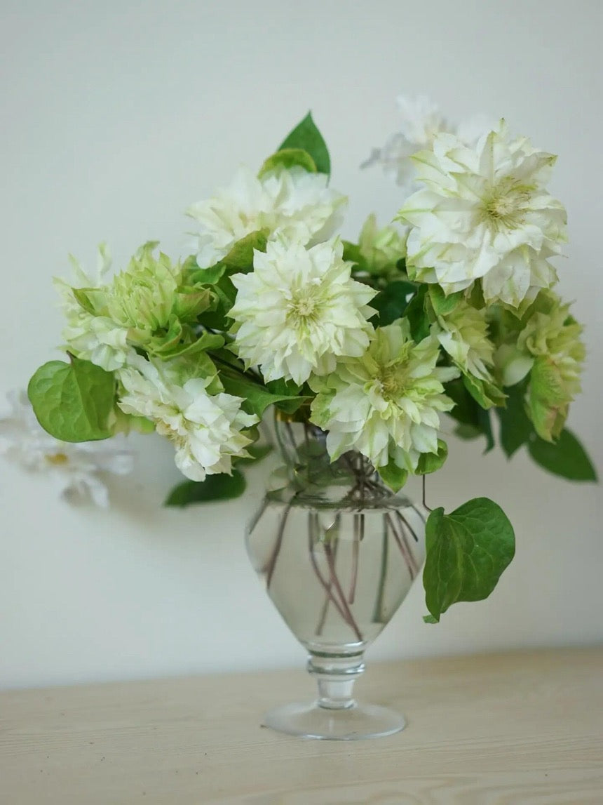 Clematis ‘’Midori |美登利 ‘’