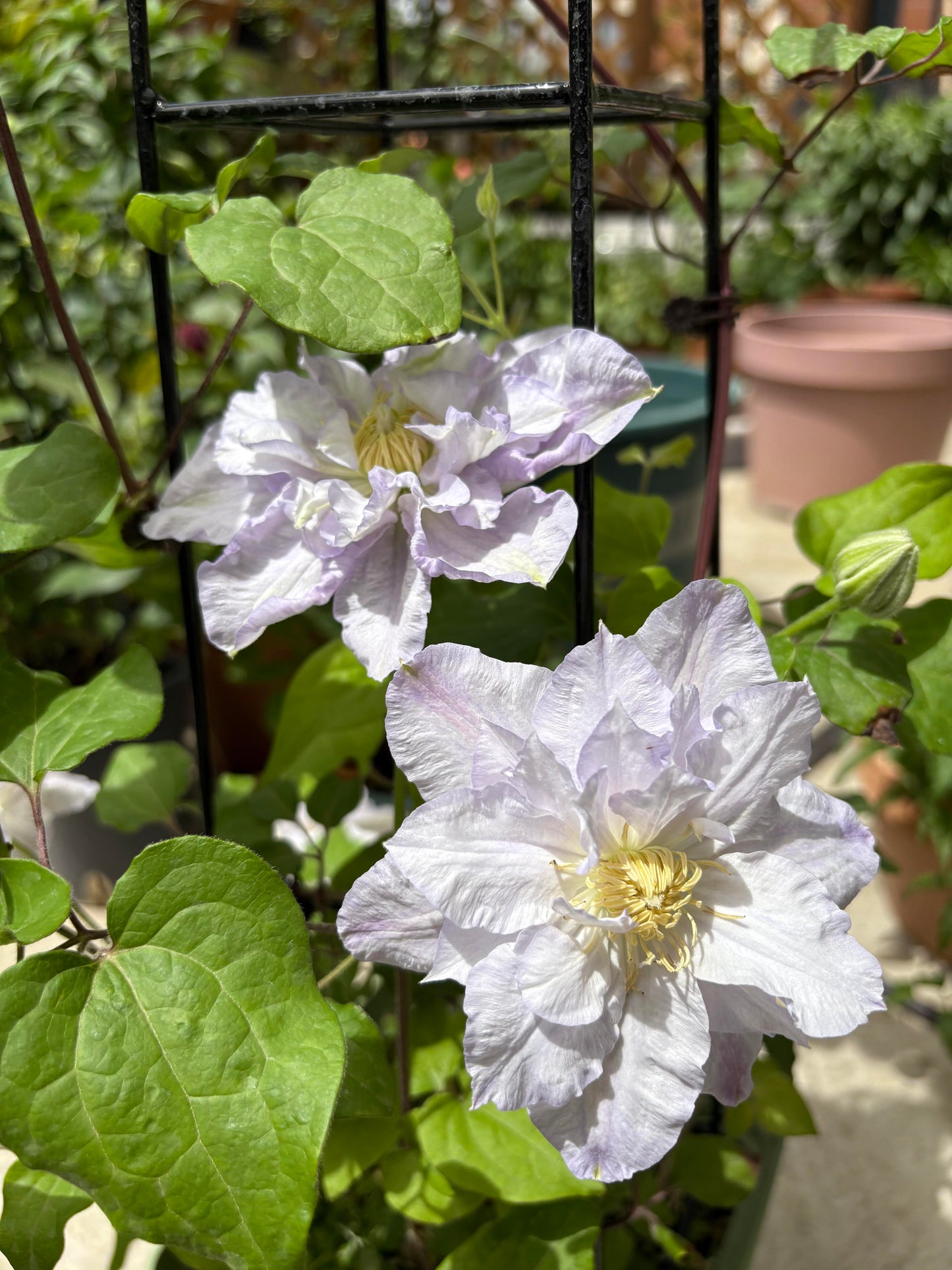 Clematis ‘’Veronica's choice|维罗妮卡的选择‘’