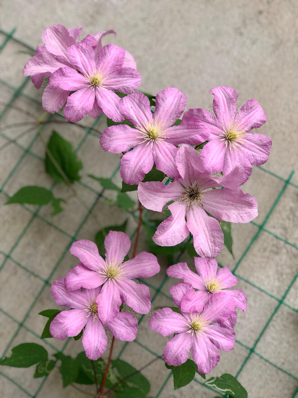 Clematis ‘’Comtesse de Bouchaud| 包查德 女侯爵‘’