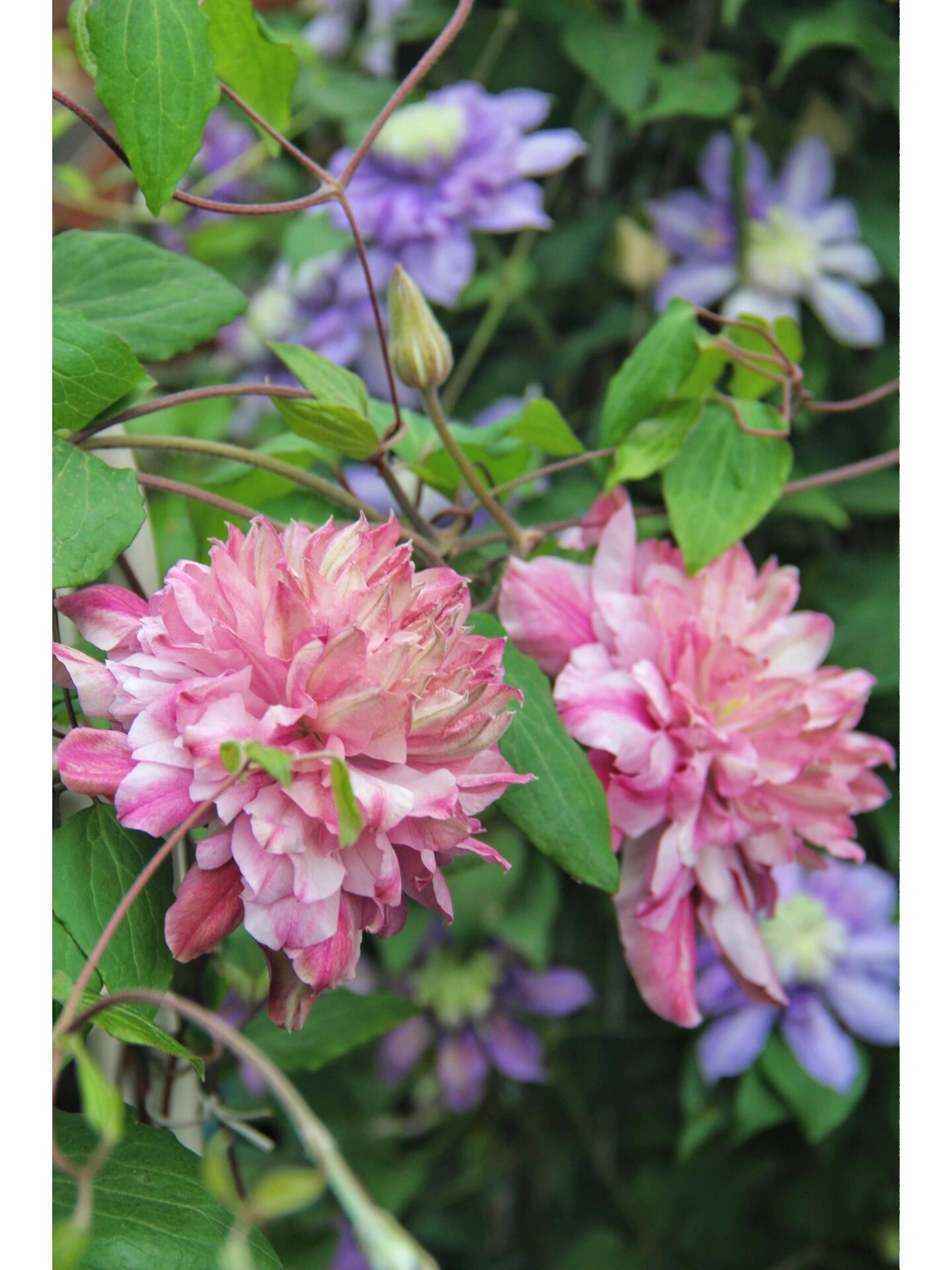 Clematis ‘’Patricia Ann Fretwel|帕特丽夏‘’