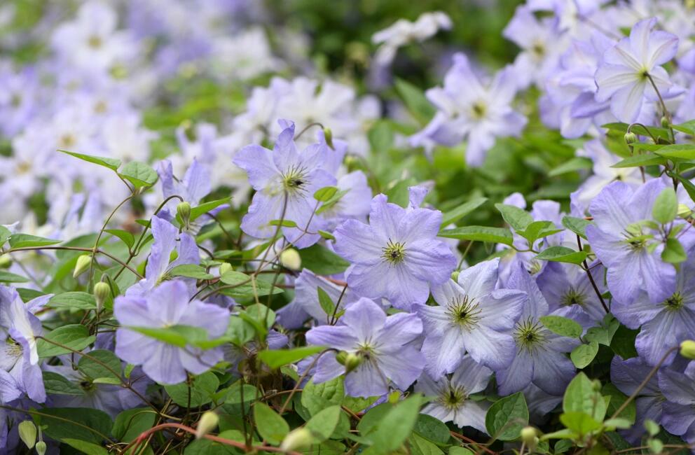 Clematis ‘’Sea Breeze|海风‘’