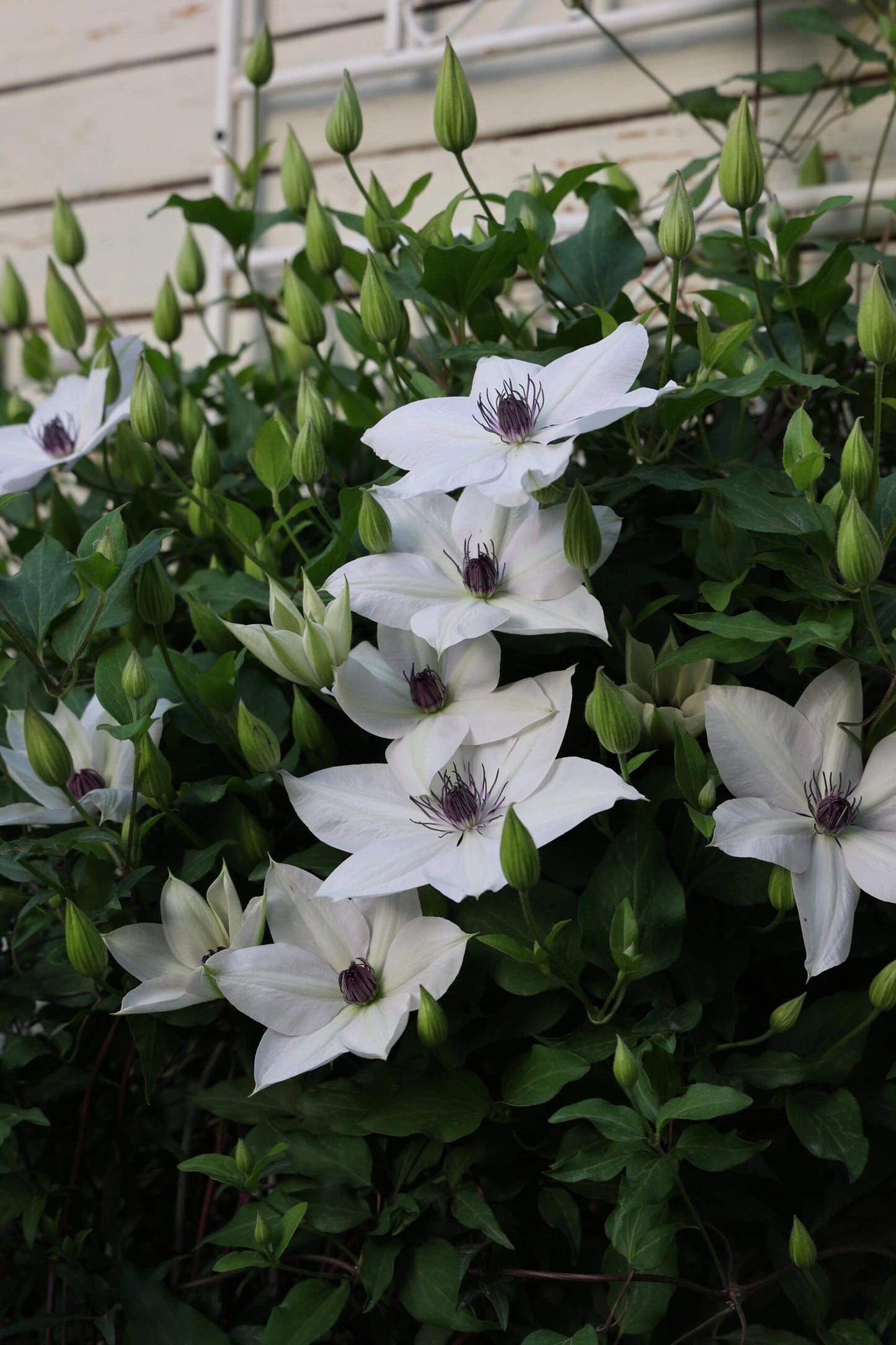 Rare Clematis ‘’Guizi|摫子‘’