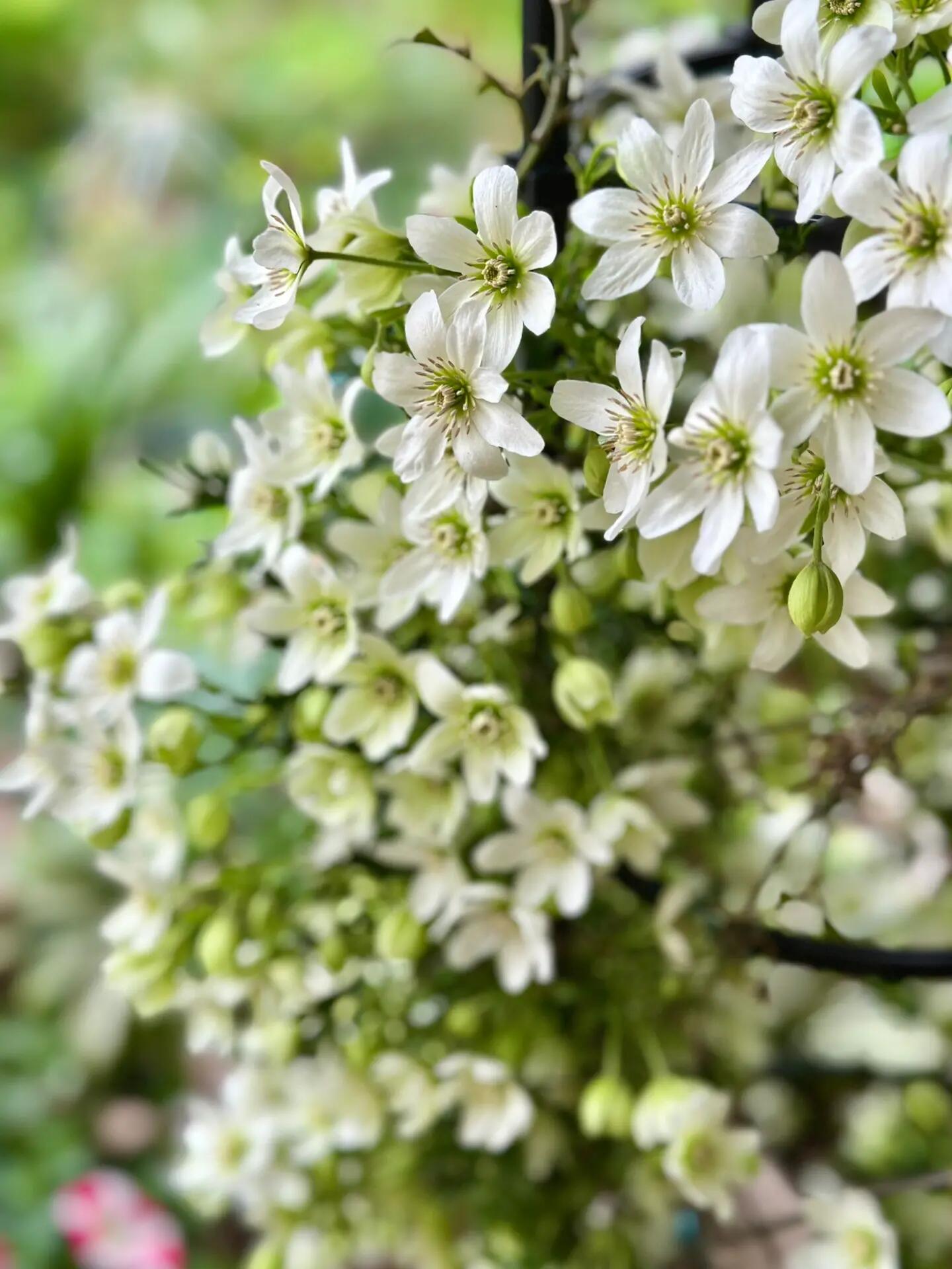 Clematis ‘’Joe|银币‘’