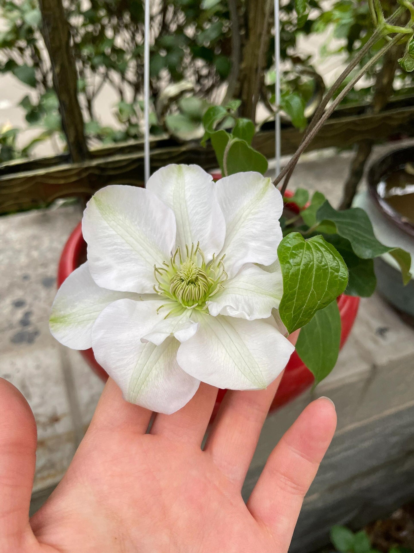 Clematis ‘’Innocent Blush |羞答答‘’