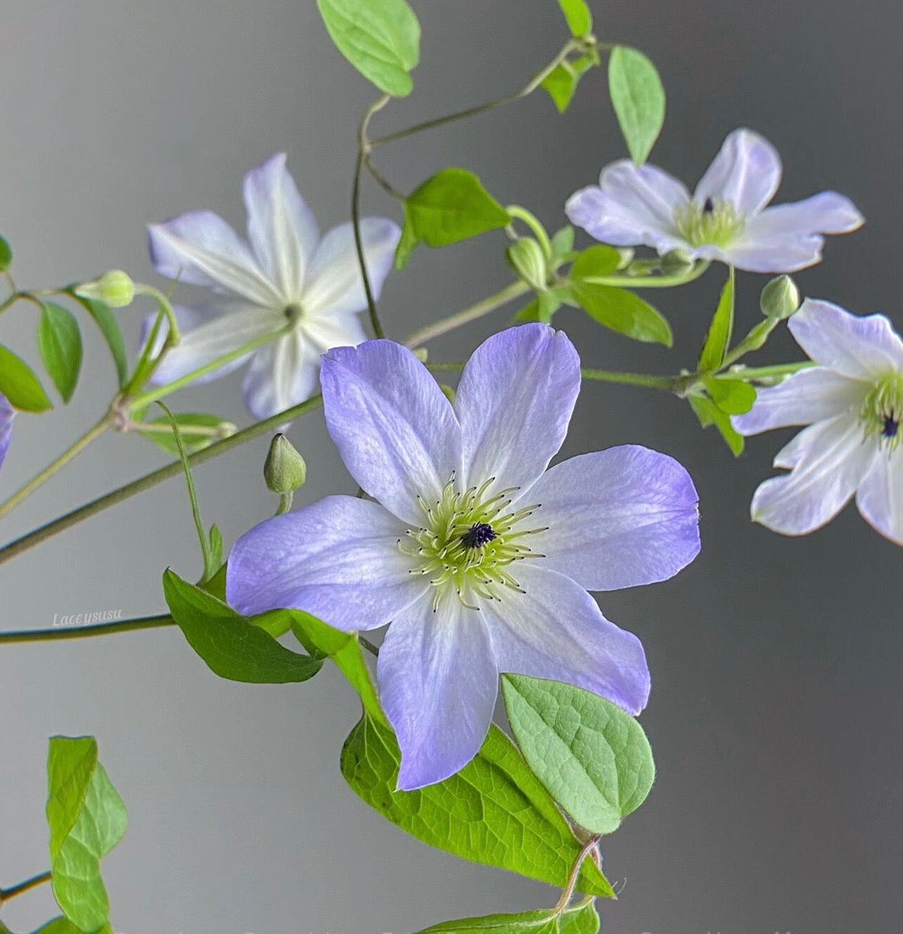 Clematis ‘’Sea Breeze|海风‘’