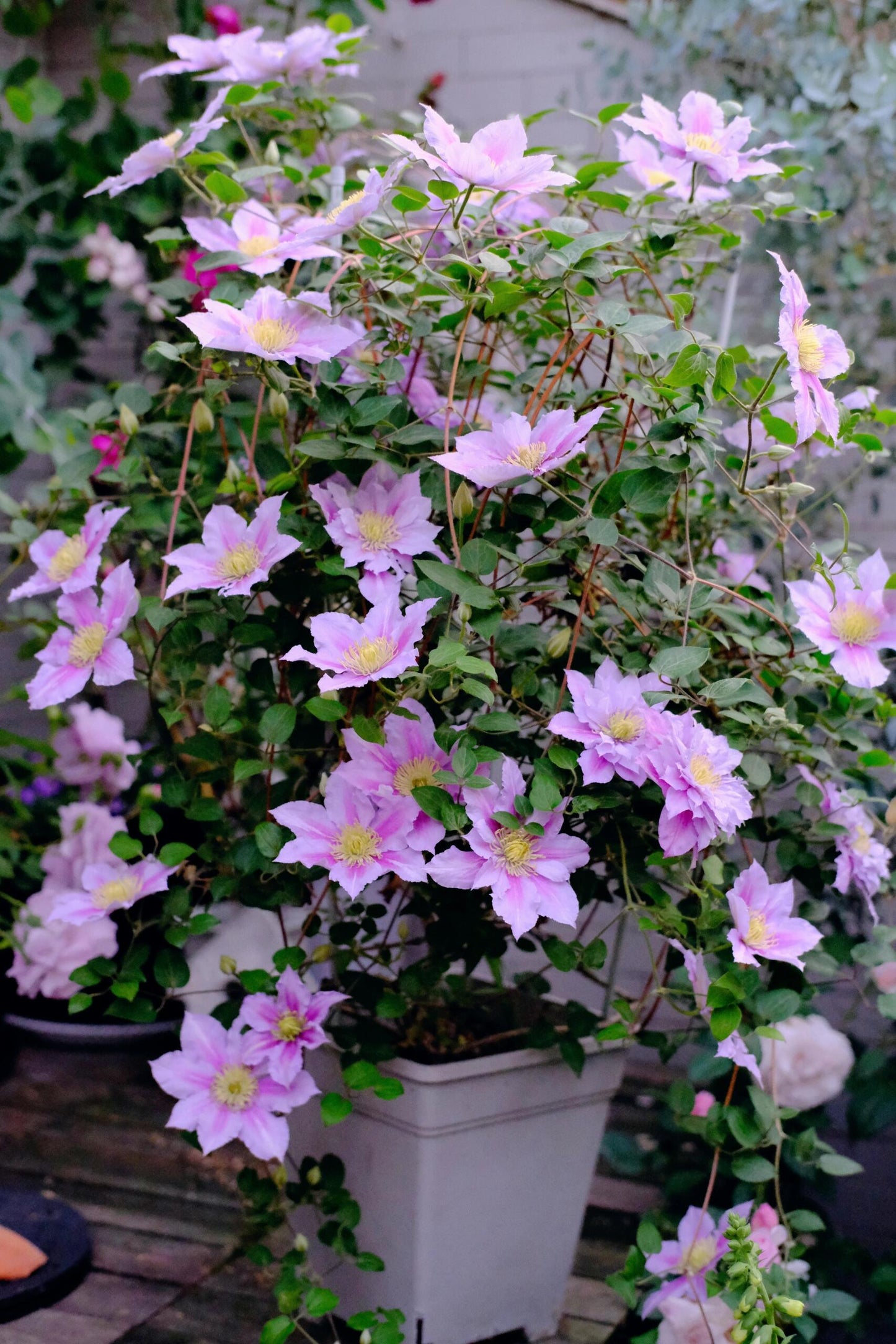 Clematis ‘’Piilu|小鸭‘’