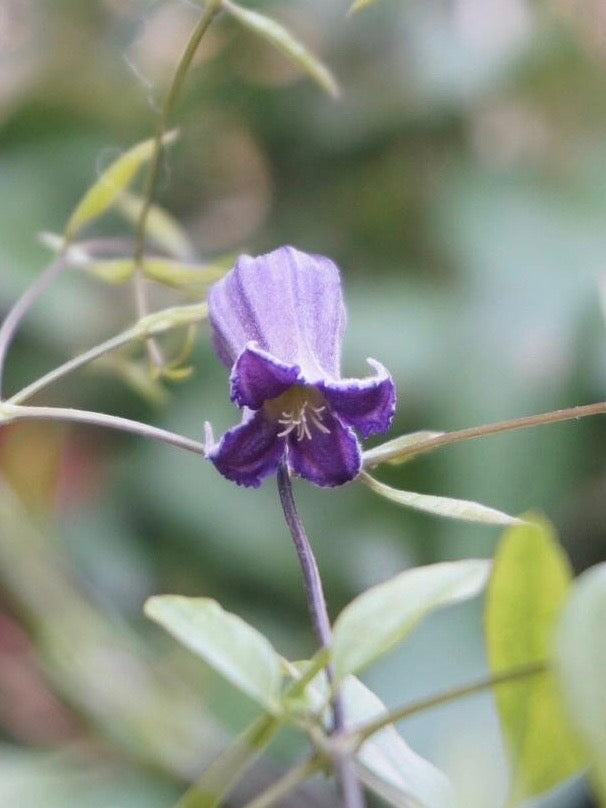 Rooguchi Clematis ‘’Sumire|堇‘’