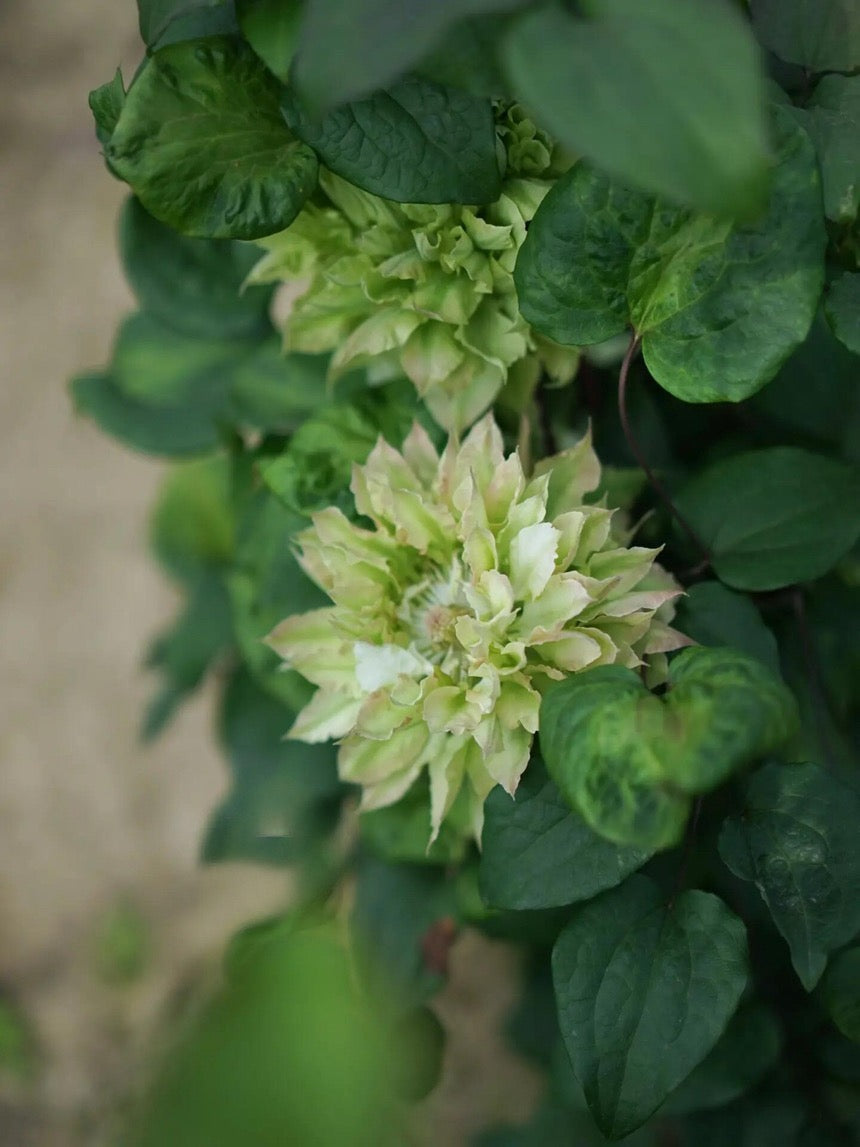 Clematis ‘’Midori |美登利 ‘’