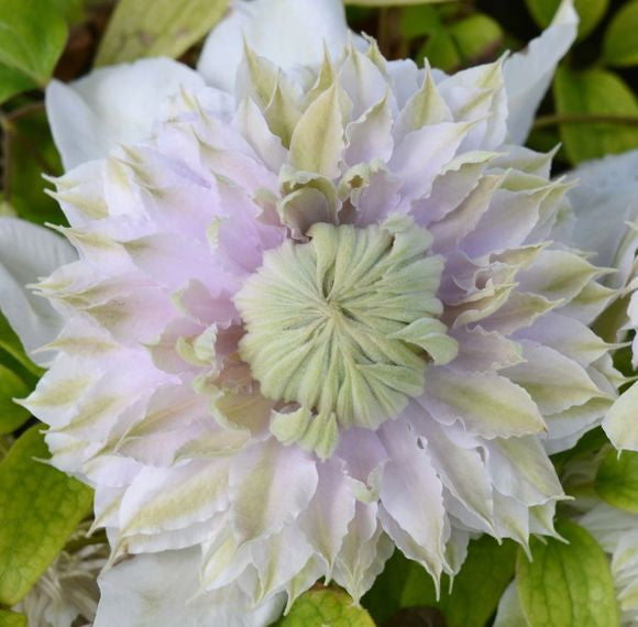 Clematis ‘’Moonglow|月華|Gekka| 月华‘’