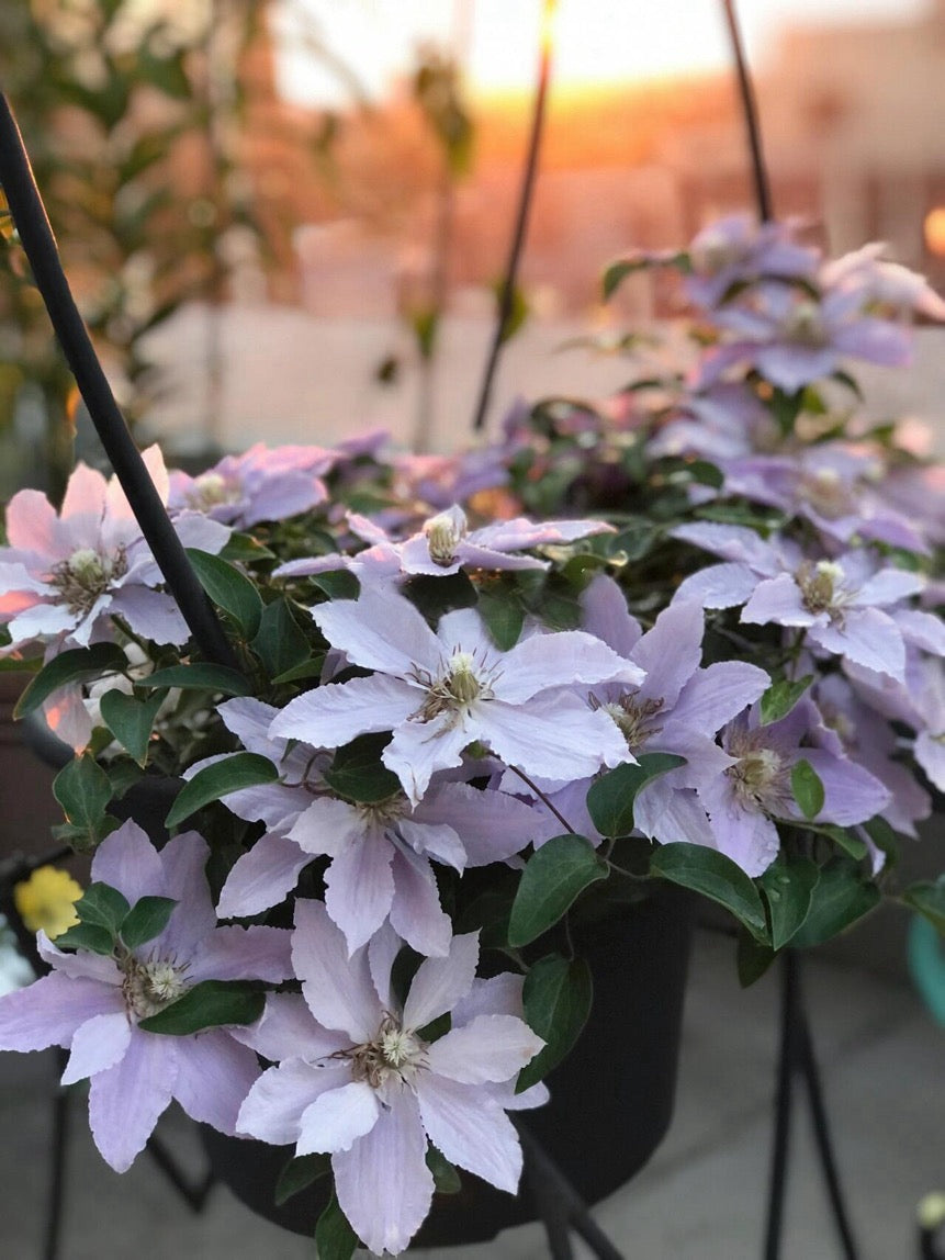 Clematis ‘’Filigree|金银丝/ 故里‘’