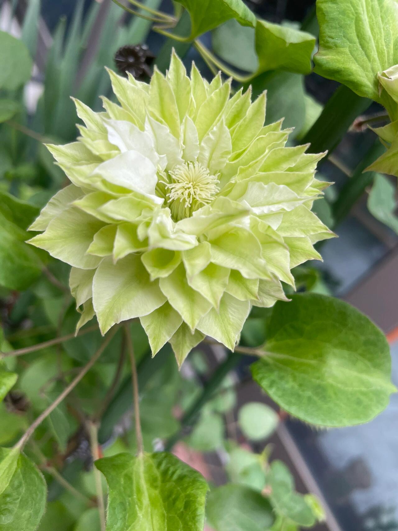 Clematis ‘’Midori |美登利 ‘’