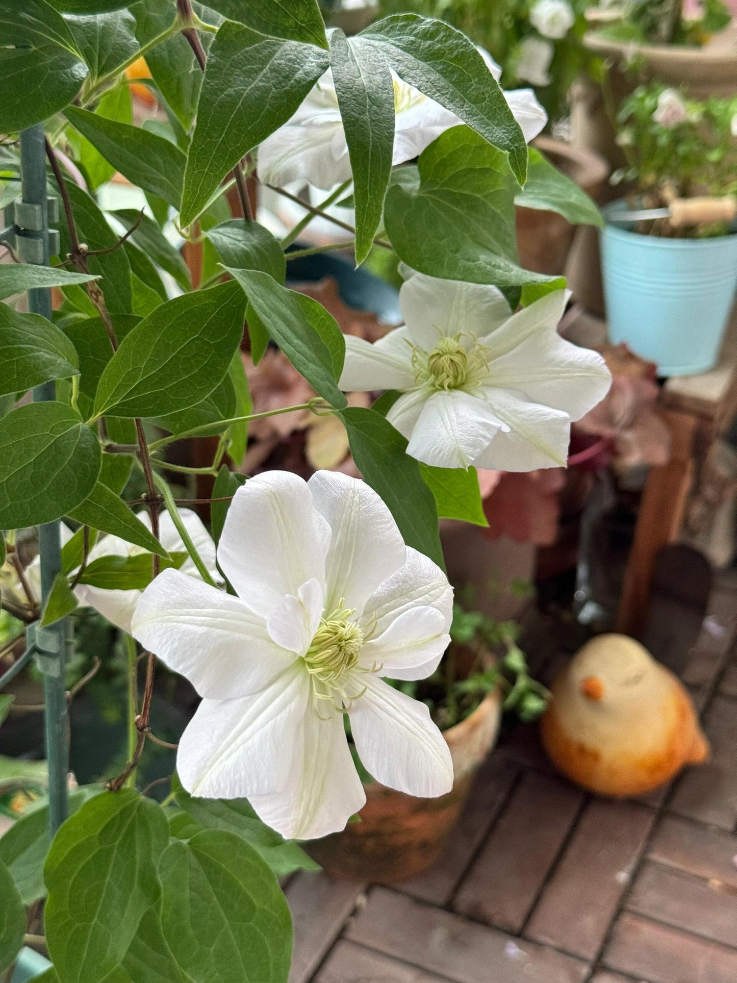 Clematis ‘’Innocent Blush |羞答答‘’