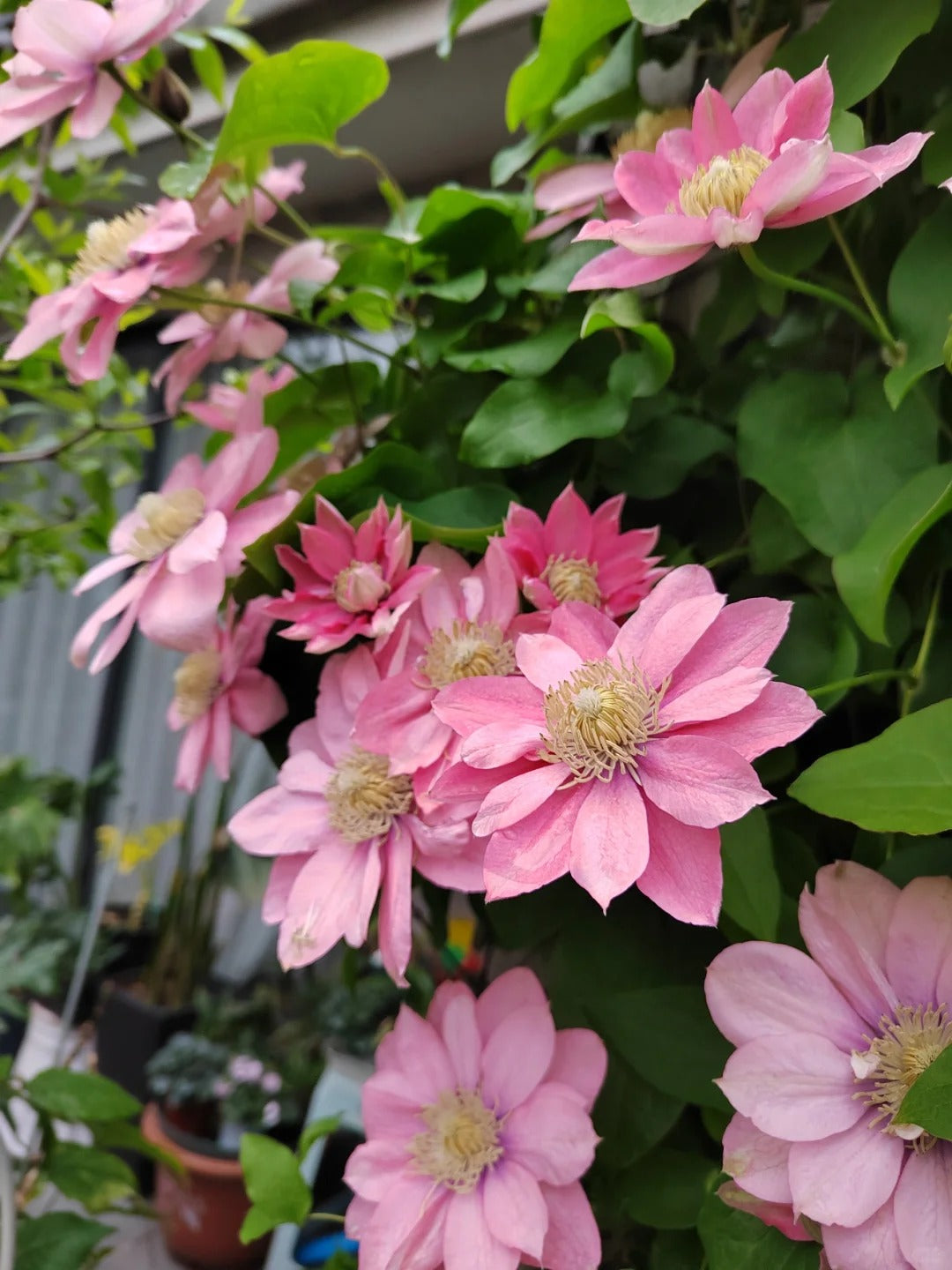 Clematis ‘’Little Mermaid | 小美人鱼‘’