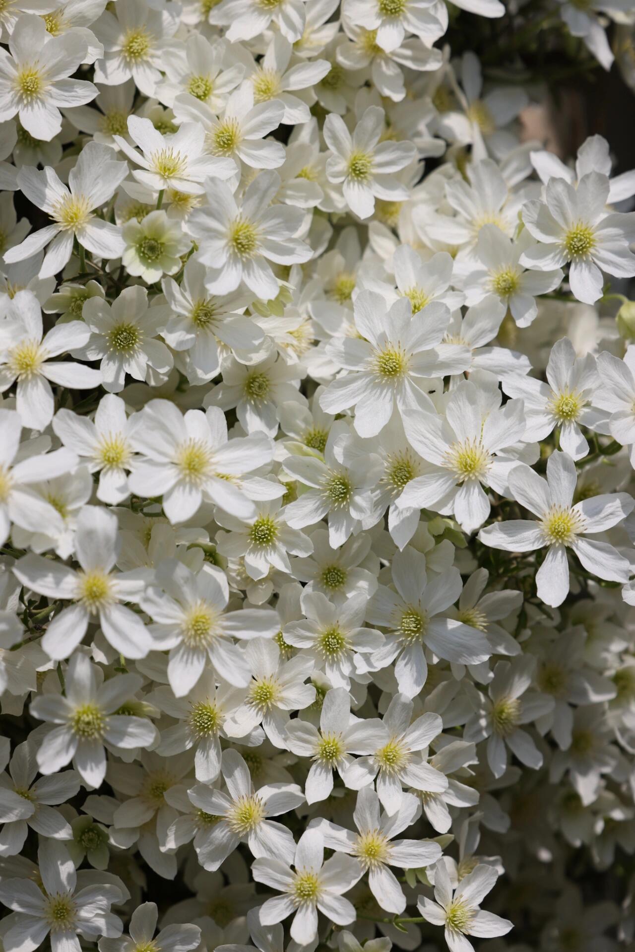 Clematis ‘’Avalanche|雪崩‘’