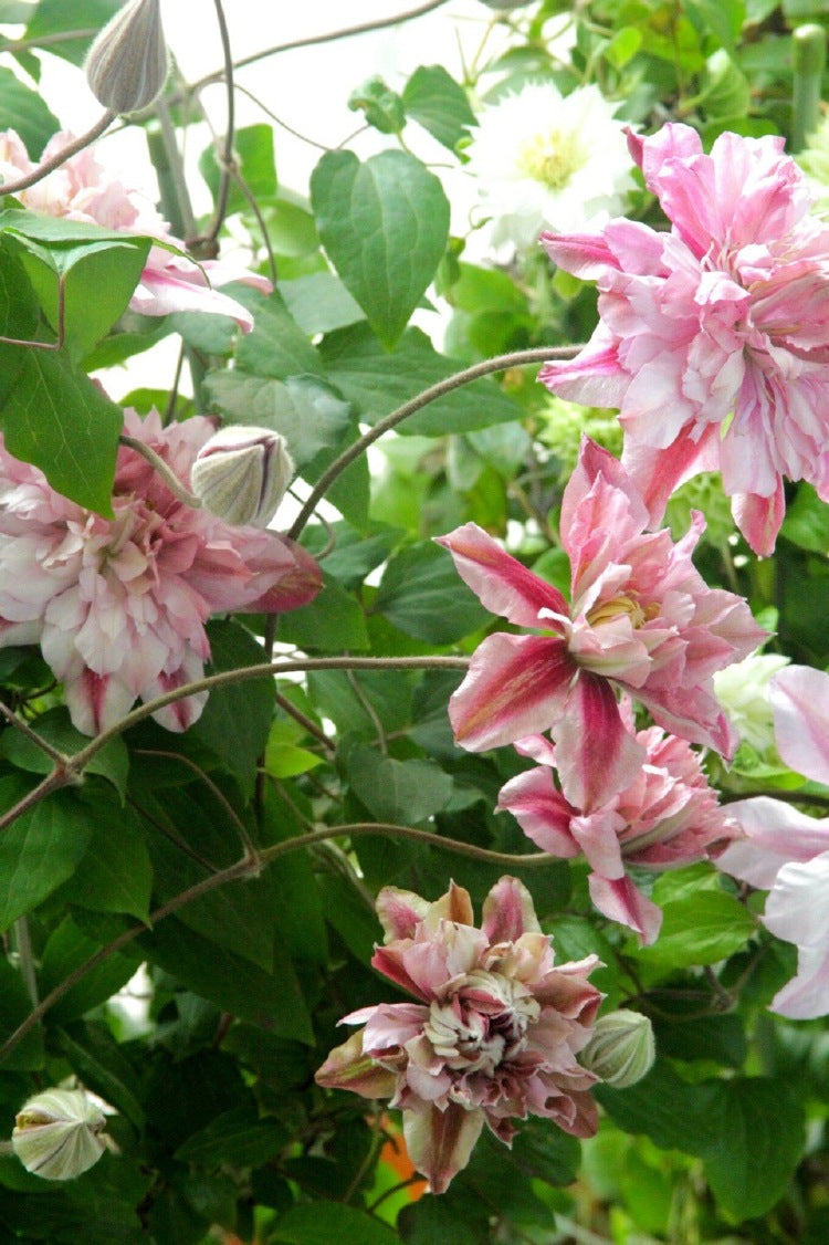 Clematis ‘’Patricia Ann Fretwel|帕特丽夏‘’