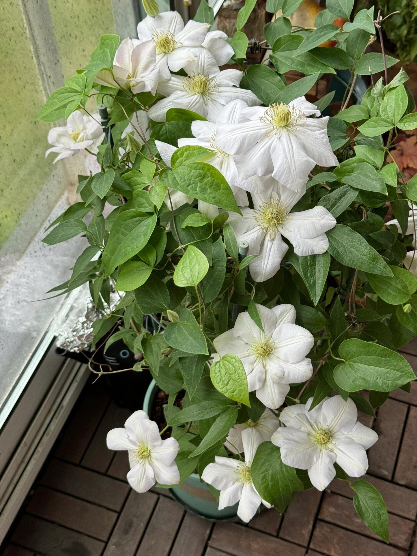 Clematis ‘’Innocent Blush |羞答答‘’