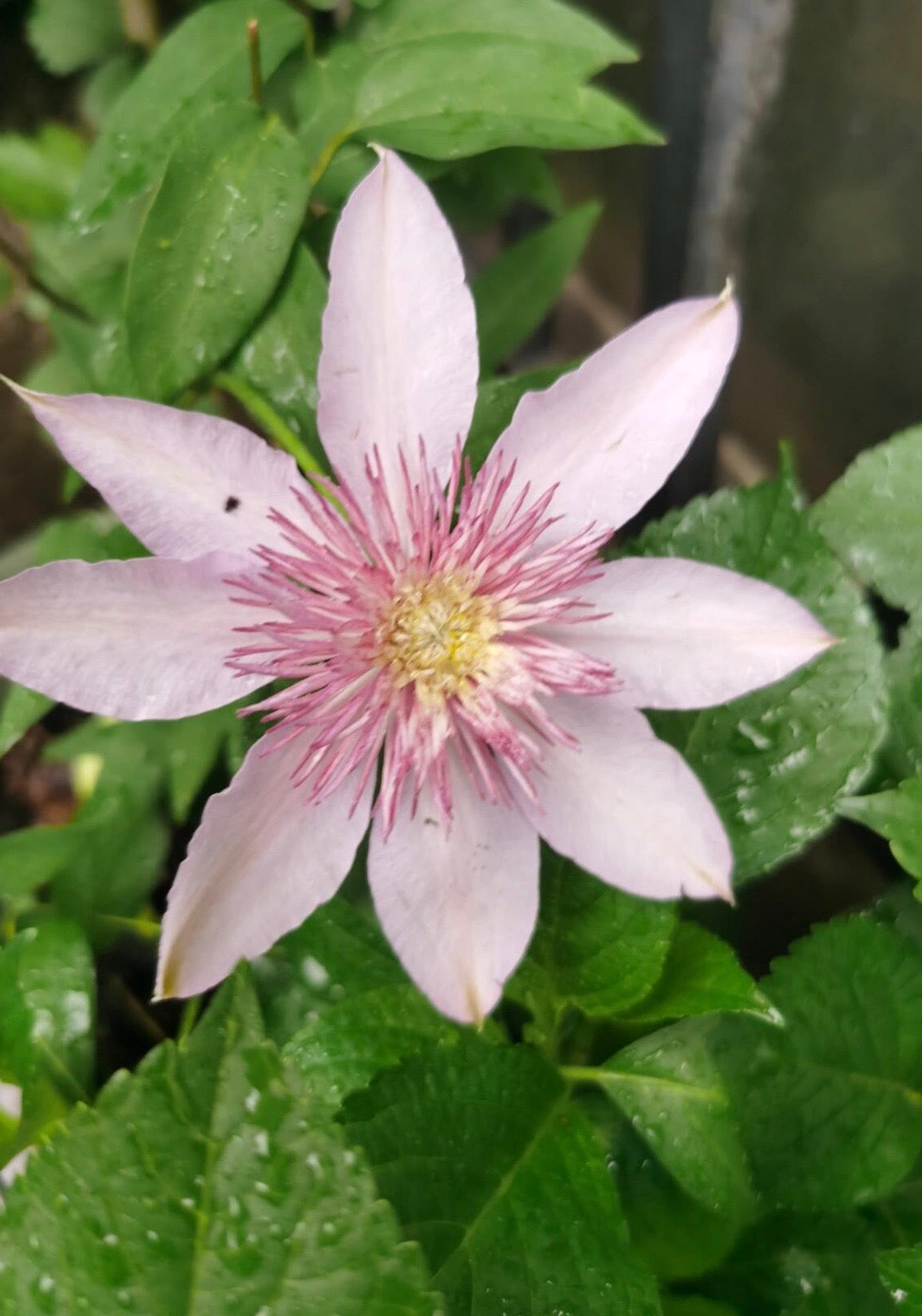 Clematis ‘’Moonglow|月華|Gekka| 月华‘’