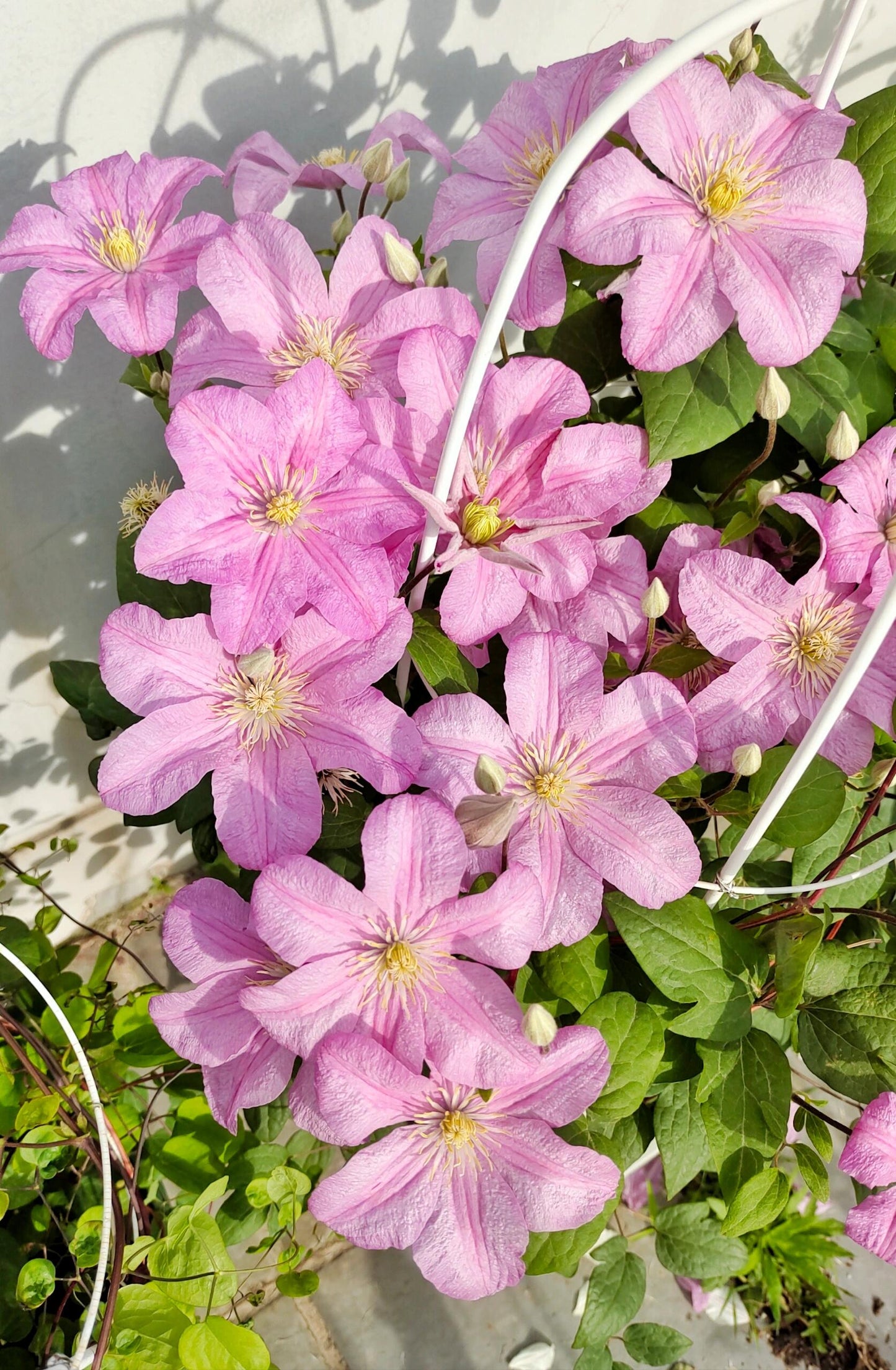 Clematis ‘’Comtesse de Bouchaud| 包查德 女侯爵‘’