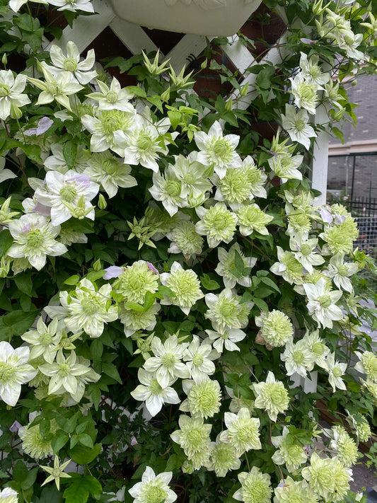 Clematis ''Alba Plenal | 白万重''-小绿| 绿玉