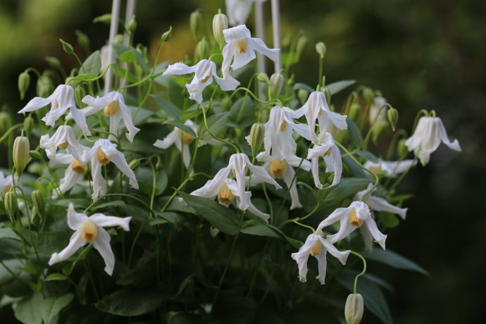 Clematis ''Twinkle| 闪烁''