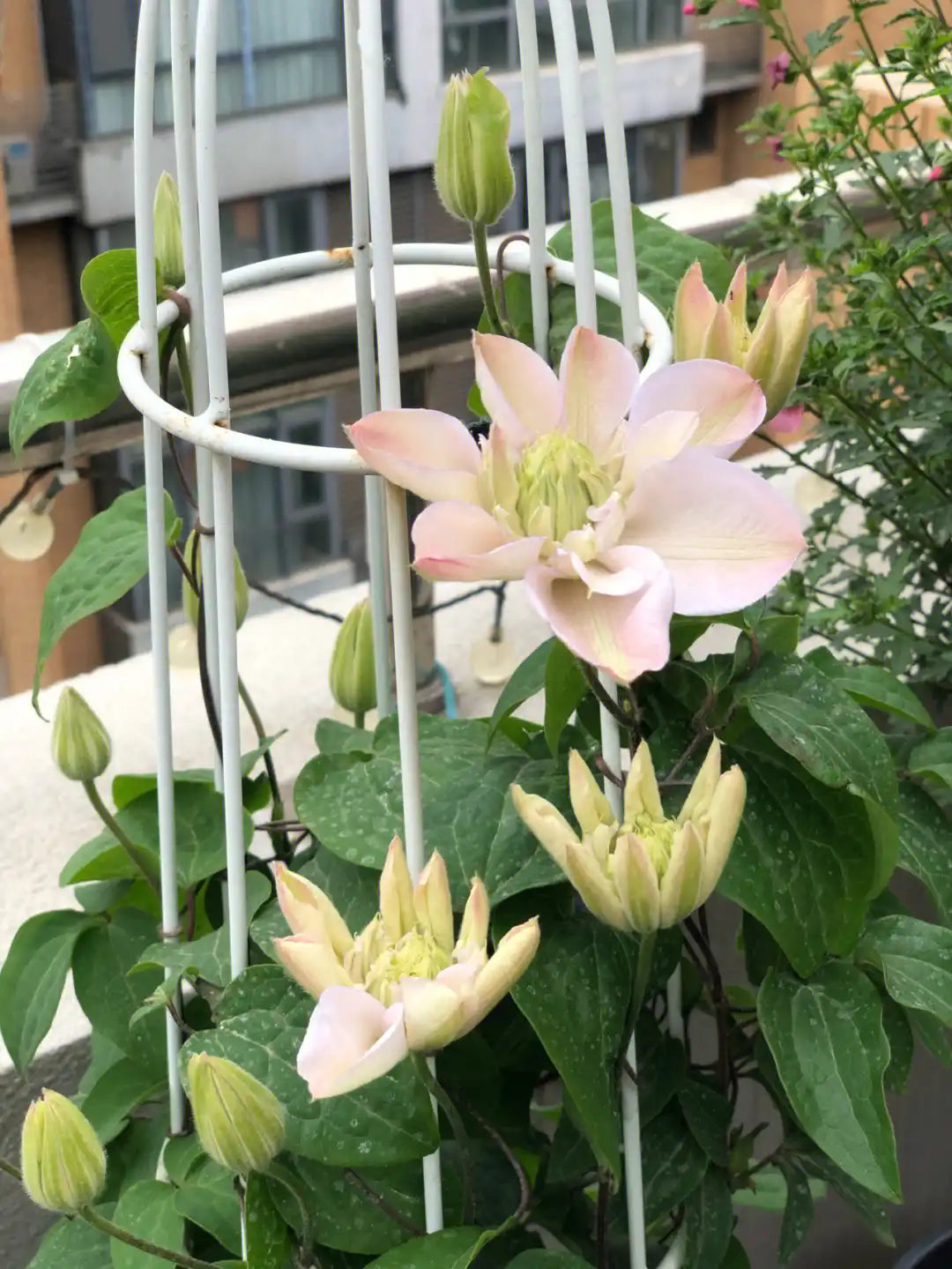 Clematis ‘’Innocent Blush |羞答答‘’