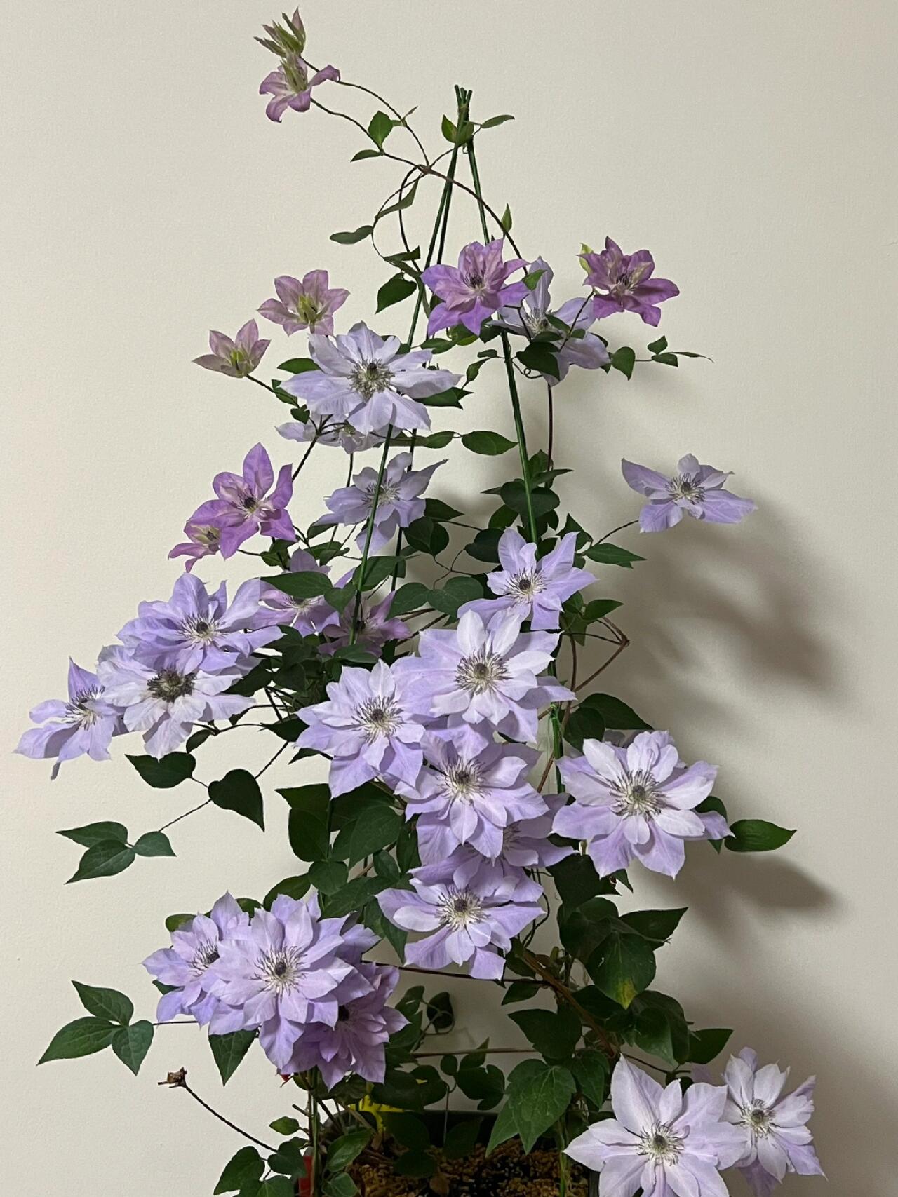 Clematis ‘’Reflections|倒影‘’