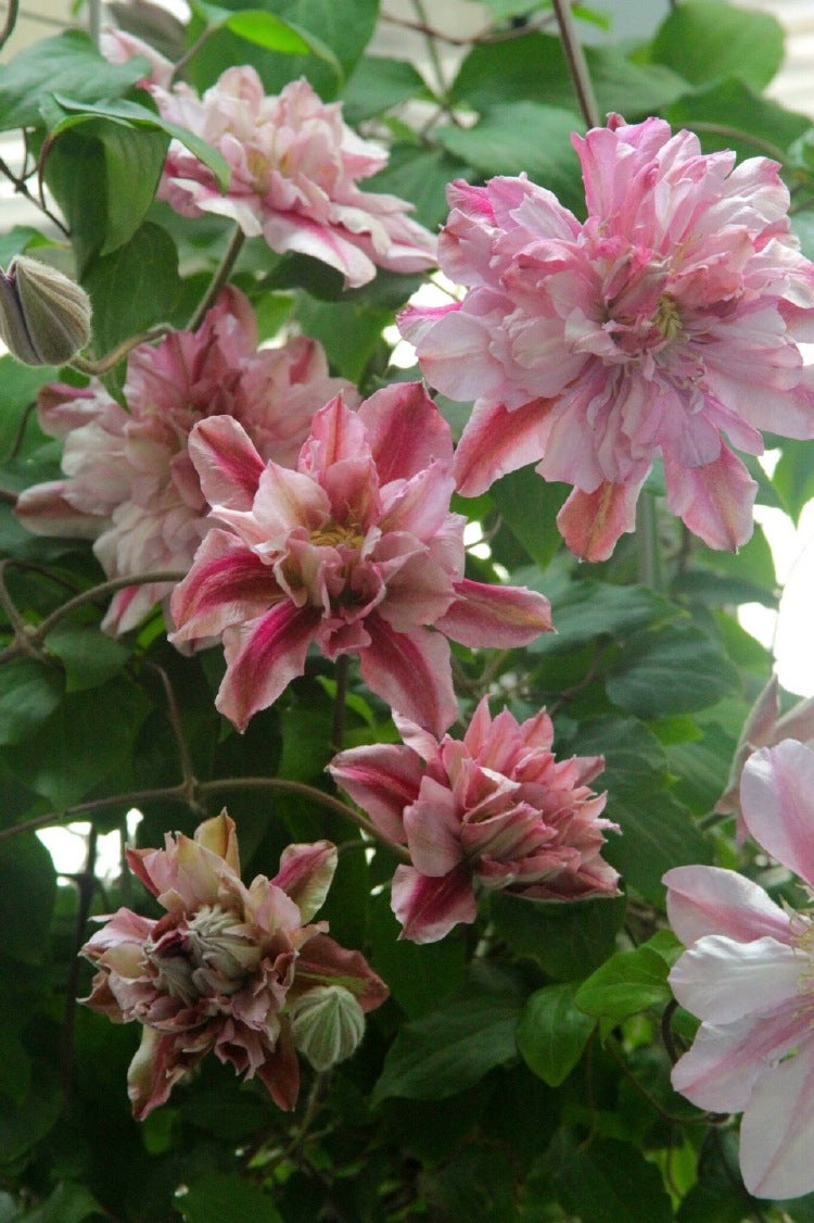 Clematis ‘’Patricia Ann Fretwel|帕特丽夏‘’