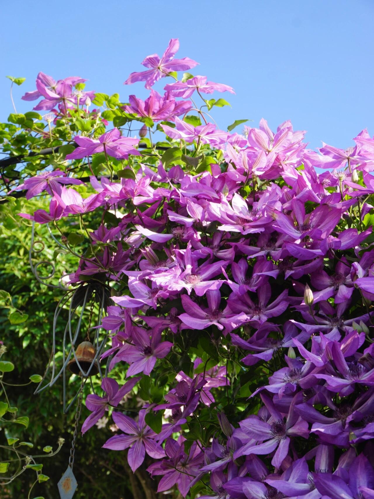 Clematis ‘’Lizard|トカゲ |蜥蜴 ‘’
